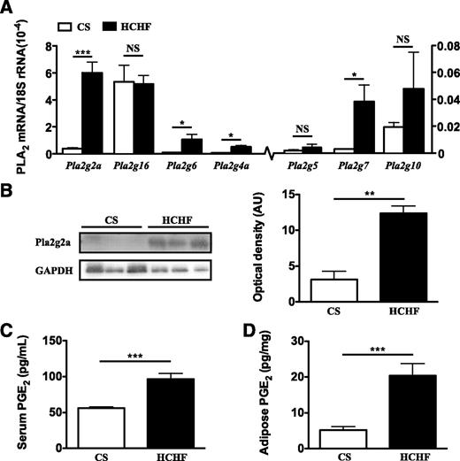 FIG. 1. RT-PCR gene expression of different PLA2 enzymes and protein expression of pla2g2a in rat adipose tissue. A: Quantitative comparison of mRNA expression level of PLA2 enzymes in adipose tissue from rats fed CS vs. HCHF diets for 16 weeks. Values of PLA2 mRNA levels were normalized relative to the housekeeping gene 18S rRNA. B: Immunoblot of pla2g2a protein levels in adipose tissue with glyceraldehyde-3-phosphate dehydrogenase (GAPDH) used as a loading control. Each lane represents adipose tissue homogenate from a single rat. Optical density of protein bands was determined using ImageJ software. Serum (C) and adipose (D) homogenate concentrations of PGE2 from CS vs. HCHF fed rats. Error bars represent means ± SEM (n = 3–5 animals). *P < 0.05, **P < 0.01, ***P < 0.001.