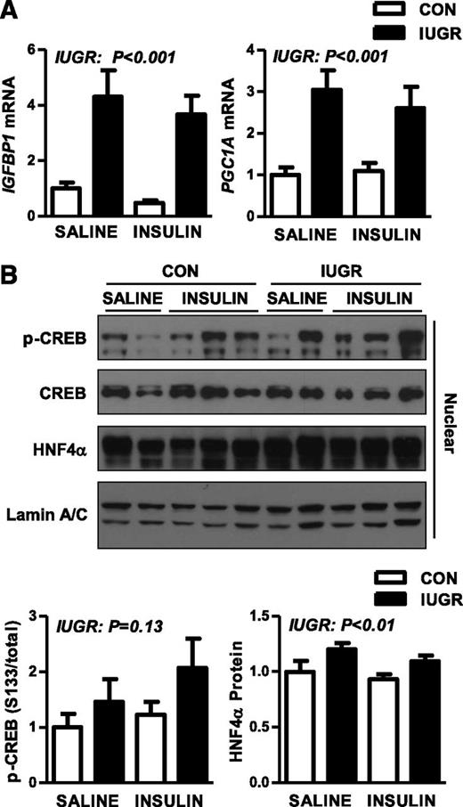 FIG. 6. The effect of growth restriction (IUGR) and hyperinsulinemia (insulin) on expression nuclear target genes and regulators in the fetal liver. Liver samples were collected from CON and IUGR fetuses after a saline infusion (saline) or hyperinsulinemic clamp (insulin). A: RNA was analyzed for expression of IGFBP1 and PGC1A. Means ± SE are shown for each group in saline (CON, n = 5; IUGR, n = 9) and insulin (CON, n = 11; IUGR, n = 13). B: Nuclear protein expression of p-CREB (S133), total CREB, and total HNF4α was measured by Western blotting. Representative images are shown. Results were quantified and means ± SE are shown for saline (CON, n = 4; IUGR, n = 4) and insulin (CON, n = 6; IUGR, n = 6). Significant effects from two-way ANOVA are indicated.