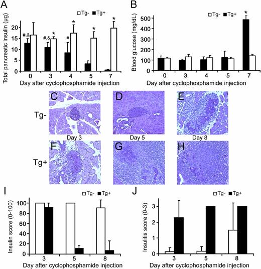 FIG. 1. Characteristics of the cyclophosphamide-injected mouse model of type 1 diabetes. White bars, Tg− mice; black bars, Tg+ mice. All data are presented as mean ± SD. A: Total pancreatic insulin indicated the loss of BCM in Tg+ mice during the experimental time course (*P < 0.05 vs. same-day Tg+; &P < 0.01 vs. day 5 Tg+; #P < 0.01 vs. day 7 Tg+), whereas BCM remained constant after cyclophosphamide injection in Tg− mice. B: The decreased BCM in Tg+ mice was registered as an increase in blood glucose only after day 7, by which time loss of BCM had already occurred. C–H: Histological changes in cyclophosphamide-treated mice. Five-micron sections were stained with aldehyde fuchsin (deep violet) to visualize β-cell insulin granules; a hematoxylin counterstain (light blue) was used to identify nuclei and highlight areas of mononuclear infiltration. Representative sections are shown at ×200 magnification. C and D: Pancreatic infiltration was minimal before day 5 in nontransgenic mice, whereas invasive insulitis with some evidence of β-cell damage had developed by day 8 in some of these mice (E). In contrast, invasive insulitis was clearly evident by day 3 in Tg+ mice (F), with increasing evidence of destructive insulitis in all mice by day 5 (G). In the single mouse remaining nondiabetic by day 8, extensive islet damage was widespread, with only small numbers of residual β-cells retaining detectable insulin granules (H). No granulated β-cells were seen in sections from diabetic mice (not shown). I: Histological insulin score, indicative of BCM, decreased in Tg+ mice but remained relatively constant in Tg− mice. J: Histological insulitis score on a 0–3 scale.