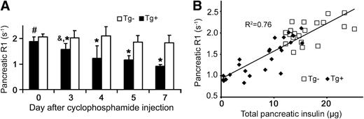 FIG. 3. A: The Mn2+-enhanced pancreatic R1 reflected the changes seen in pancreatic insulin content, with pancreatic R1 remaining constant in Tg− mice (white bars) and declining progressively in Tg+ mice (*P < 0.01 vs. same-day Tg+, #P < 0.05 vs. all other Tg+, &P < 0.05 vs. day 7 Tg+) after cyclophosphamide injection. White bars, Tg− mice; black bars, Tg+ mice. B: Mn2+-enhanced pancreatic R1 correlated well with total pancreatic insulin, with R2 = 0.76. White squares, Tg− mice; black diamonds, Tg+ mice.
