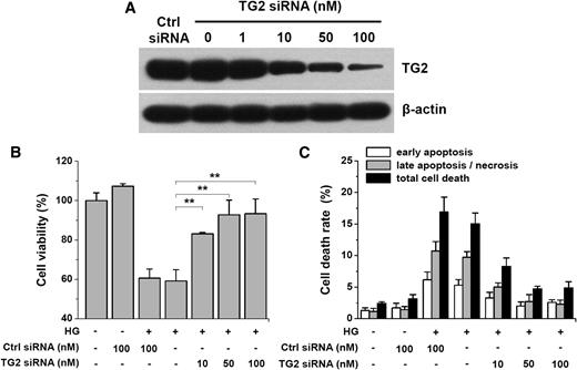 FIG. 2. TG2 siRNA prevents high glucose (HG)–induced apoptotic cell death. Cells were transfected with the indicated concentrations of human TG2–specific siRNA (TG2 siRNA) or control (Ctrl) siRNA and incubated with HG (33 mmol/L d-glucose) for 72 h. A: TG2 siRNA inhibits TG2 expression in a concentration-dependent manner. Dose-dependent recovery of cell viability (B) and decrease in cell death rate (C) by TG2 siRNA. Results are expressed as mean ± SD from three independent experiments. **P < 0.01. 