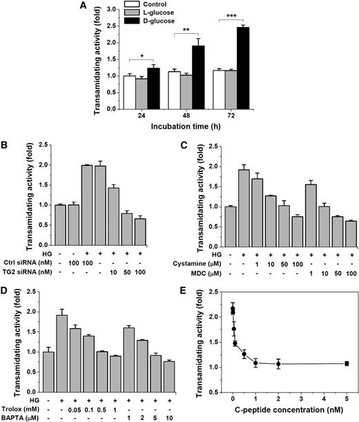 FIG. 5. High glucose (HG)-induced activation of TG2 is inhibited by various inhibitors or C-peptide. Cells were incubated with HG (33 mmol/L d-glucose) for 48 h in the presence of the indicated concentrations of TG2 siRNA or control (Ctrl) siRNA (B), inhibitors (C and D), or C-peptide (E). A: Time course of TG2 transamidating activity in control, l-glucose, and d-glucose. Dose-dependent inhibition of HG-induced transamidating activity by TG2 siRNA (B), cystamine and monodansylcadaverine (MDC) (C), Trolox and BAPTA-AM (D), or C-peptide (E). Results are expressed as mean ± SD from three independent experiments. *P < 0.05, **P < 0.01, ***P < 0.001. 