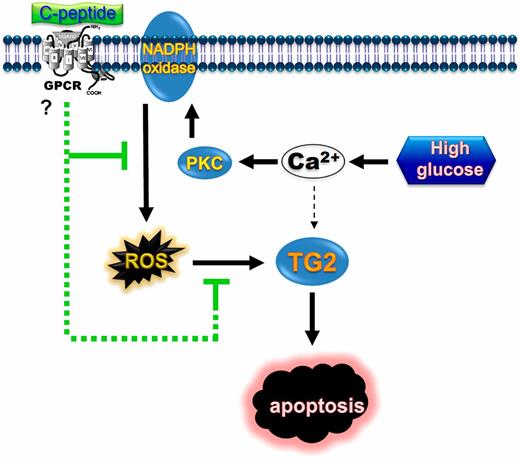 FIG. 8. Proposed mechanism for C-peptide prevention of hyperglycemia-induced endothelial apoptosis via inhibition of ROS-mediated TG2 activation. GPCR, guanosine triphosphate-binding protein-coupled receptor. (A high-quality color representation of this figure is available in the online issue.)