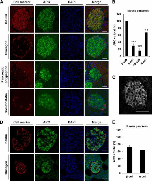 FIG. 2. Mouse and human pancreatic tissue demonstrating ARC protein in islet cell types. A: Immunostaining for ARC and cell type–specific markers in mouse with β-cells, α-cells, pancreatic polypeptide (PP) cells, and δ-cells indicated by insulin, glucagon, PP, and somatostatin respectively. B: Respective quantification. Cells in 5–10 islets in one pancreas section × three mice were scored (2,000 cells). Scoring repeated by a second individual blinded to the results. C: High-magnification immunostaining for ARC in mouse. D and E: Analysis of ARC expression with cell type–specific markers in human. Cells in three islets in one pancreas section of one human sample were scored (500 cells). Scale bar: 50 µm. Comparisons made to β-cells only: ***P < 0.001 for α-cells, ###P < 0.001 for PP cells, ††P < 0.01 for δ-cells.