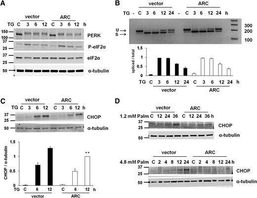 FIG. 6. ARC alleviates ER stress. A: Markers of the unfolded protein response in ARC-overexpressing cells treated with thapsigargin (TG, 1 μmol/L). Representative of four independent experiments. B: RT-PCR for XBP1 splicing in ARC-overexpressing cells treated with TG with quantification of spliced (S) XBP1 over total XBP1 (unspliced [U] + S). Representative of three independent experiments. C: CHOP levels in ARC-overexpressing cells treated with TG with quantification. Representative of five independent experiments. **P < 0.01 for ARC vs. vector at 12 h. D: CHOP levels in ARC-overexpressing cells treated with palmitate (Palm) at the indicated concentrations and times. Representative of three independent experiments at each palmitate concentration.