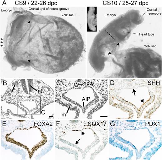 FIG. 1. Early foregut endoderm and its proximity to the notochord. A: Human embryos at CS9/22–26 dpc (the small horizontal arrows indicate three somite pairs) and CS10/25–27 dpc (11 somite pairs, visible in the inset). At CS9, the double-ended arrow highlights the large communication between the gut tube/definitive endoderm and the yolk sac compared with its restriction at CS10 (smaller double-ended arrow). The dashed line indicates the level of the AIP at CS10. Bright-field transverse images at CS 10/25–27 dpc stained with hematoxylin and eosin (B and C) or toluidine blue after immunohistochemistry (brown) for SHH, FOXA2, SOX17, and PDX1 (D–G). Arrows and arrowheads point to absence of and detection of SHH (D) and SOX17 (F), respectively. lm, lateral mesoderm; noto, notochord; nt, neural tube; s, somite. The CS9 embryo is 2 mm in length; scale bars represent 50 μm (B and C–G).