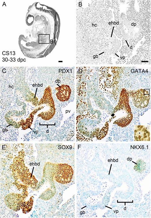 FIG. 3. Pancreatic bud formation. Sagittal sections of a human embryo at CS 13/30–33 dpc stained with hematoxylin and eosin (A and B) or toluidine blue after immunohistochemistry (brown) for PDX1 (C), GATA4 (D), SOX9 (E), and NKX6.1 (F). The boxed area in A is shown at higher magnification in B. The inset in D demonstrates microlumen formation. dp, dorsal pancreatic bud; vp, ventral pancreatic bud; hc, hepatic cords; gb, gallbladder; d, duodenum; ehbd, extrahepatic bile duct; pv, portal vein. Scale bars represent 200 µm (A) and 100 µm (B–F).