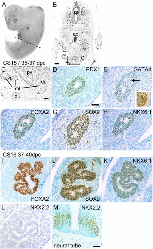 FIG. 4. Development of a branched embryonic pancreas. A: Human embryo at CS15/35–37 dpc. The broken line in A shows the level of the transverse section in B. B: Transverse section stained with hematoxylin and eosin; the boxed area containing the pancreas is shown at higher magnification in C. Note the separation of aorta from the pancreas. Sections stained with toluidine blue after immunohistochemistry (brown) for PDX1 (D), GATA4 (E, arrow shows positive nucleus), FOXA2 (F), SOX9 (G), and NKX6.1 (H). The inset in E demonstrates positive GATA4 staining in stomach epithelium. Sections of a human embryo at CS16/37–40 dpc stained with toluidine blue after immunohistochemistry (brown) for FOXA2 (I), SOX9 (J), NKX6.1 (K), and NKX2.2 (L and M). Note the lack of detection of NKX2.2 in pancreas (L) compared with ventral neural tube (M). ao, aorta; d, duodenum; dp/vp, dorsal/ventral pancreas; ml, microlumen; pv, portal vein; s, stomach; sp, spinal cord. Scale bars represent 200 μm (B), 50 µm (C and D–L), and 25 µm (M).