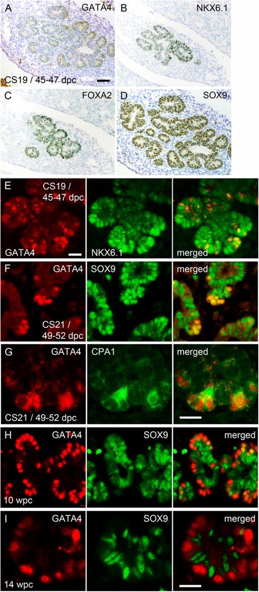 FIG. 5. Differentiation of the exocrine lineage. Sections through the pancreas of a human embryo at CS19/45–47 dpc stained with toluidine blue after immunohistochemistry (brown) for GATA4 (A), NKX6.1 (B), FOXA2 (C), and SOX9 (D) or immunofluorescence for GATA4 (red) and NKX6.1 (green) (E). Sections through the pancreas at CS21/49–52 dpc (F and G), 10 wpc (H), and 14 wpc (I). Immunofluorescence is shown for GATA4 (red) and SOX9 or CPA1 (green). Scale bars represent 50 µm (A–D), 25 µm (E–H).