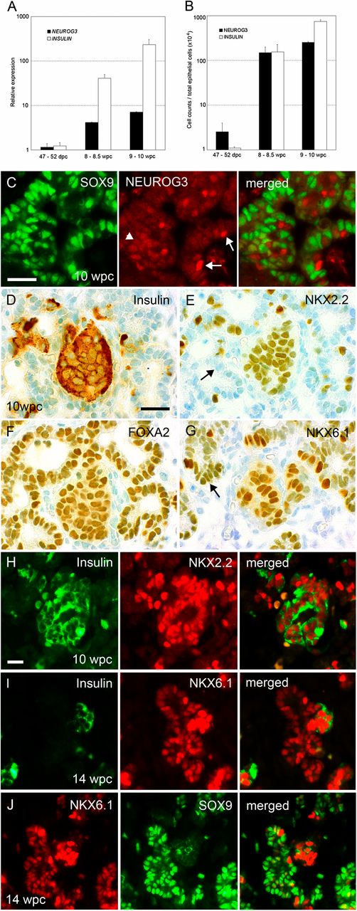 FIG. 6. Early differentiation of the endocrine lineage. Quantification of the onset of NEUROG3 and INSULIN expression by quantitative PCR (A) and cell count per total pancreatic epithelial cell number (B) in human pancreas from 47–52 dpc to 9–10 wpc. Bars show mean ± SE from at least two specimens. C: Sections through the pancreas at 10 wpc after immunofluorescence for SOX9 (green) and NEUROG3 (red). Arrows point to nuclei robustly stained for NEUROG3 and negative for SOX9; arrowheads show weak anti-NEUROG3 immunoreactivity in SOX9-positive cells. Serial sections through the pancreas at 10 wpc stained with toluidine blue after immunohistochemistry (brown) for insulin (D), NKX2.2 (E), FOXA2 (F), and NKX6.1 (G). Arrows in E and G point to duct-like epithelium negative for NKX2.2 but stained for NKX6.1. Sections through the pancreas at 10 wpc (H) and 14 wpc (I and J) after dual immunofluorescence for insulin (green) with NKX2.2 or NKX6.1 (red) (H and I), and NKX6.1 (red) with SOX9 (green) (J). Scale bars represent 25 µm (C–J).