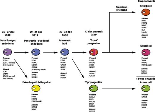 FIG. 7. Transcription factors to define different cell types and stages of differentiation for the early human pancreas. Combinations of transcription factors (plus SHH and insulin) are shown to identify different cell types and stages of development for the foregut, extrahepatic biliary duct, and pancreas based on the current data and previous immunohistochemical studies by us and others (18,20,23).