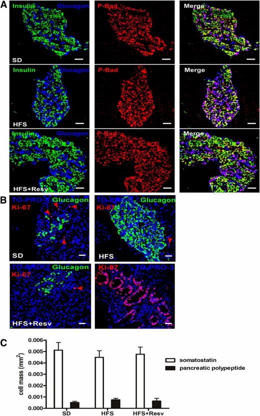 FIG. 2. Lack of apoptosis in β-cells, mitosis in α-cells, or changes in the number of other intraislet hormone cell types. A: Immunostaining for insulin (green), glucagon (blue), and P-Bad (red) in islets of monkeys after 24 months on SD (top panel), HFS diet (middle panel), or HFS+Resv diet (bottom panel). Scale bar = 20 µm. B: Ki-67 (red), glucagon (green), and TO-PRO-3 (blue) staining in islets of monkeys after 24 months on the indicated diets. Red arrows indicate Ki-67–positive cells that were detected in nonendocrine tissue. Ki-67 staining in the duodenum was used as a positive control. Scale bar = 20 µm. C: Quantification of somatostatin (white bars) and pancreatic polypeptide (black bars) cell mass in the different diet interventions. Data are shown as the mean ± SEM.