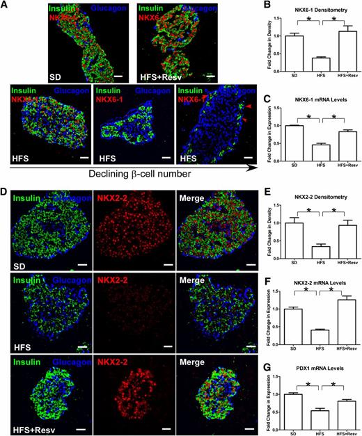 FIG. 4. Decreased nuclear expression of NKX6–1, NKX2–2, and PDX1 after an HFS diet. A: Immunostaining for insulin (green), glucagon (blue), and NKX6–1 (red) in monkeys after 24 months on the indicated diet. The islets from different HFS monkeys are shown in order of declining β-cell numbers (bottom panel); the red arrows indicate depletion of nuclear NKX6–1 in insulin-expressing cells. Scale bar = 20 µm. B and C: Quantitation of signal intensity (B) and mRNA levels (C) for NKX6–1. Data are shown as the mean ± SEM. *P < 0.05. D: Immunostaining for insulin (green), glucagon (blue), and NKX2–2 (red) in islets of monkeys after 24 months on SD (top panel), HFS diet (middle panel), or HFS+Resv diet (bottom panel). Scale bar = 20 µm. E and F: Quantitation of signal intensity (E) and mRNA levels (F) for NKX2–2. Data are shown as the mean ± SEM. *P < 0.05. G: Quantitation of mRNA levels for PDX1. Data are shown as the mean ± SEM. *P < 0.05.