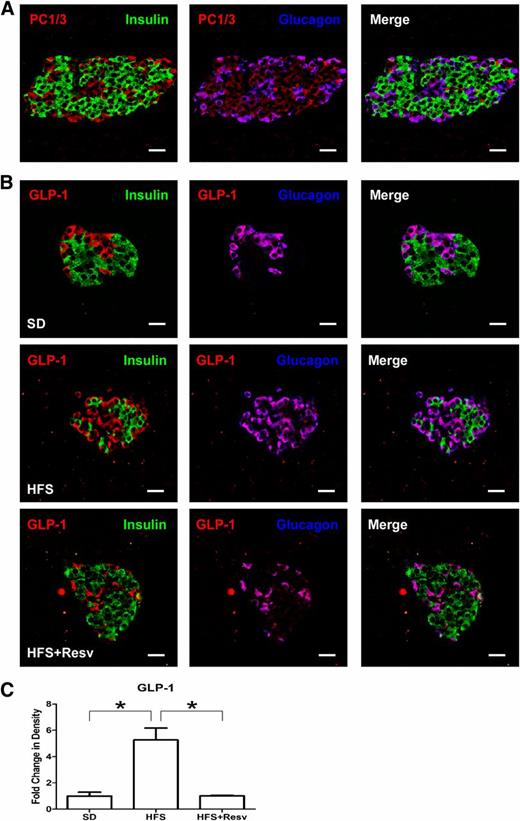 FIG. 6. Identification of PC1/3 and GLP-1 in monkey islets. A: Immunostaining for insulin (green), glucagon (blue), and PC1/3 (red) in SD monkey islets. B: Immunostaining for insulin (green), glucagon (blue), and GLP-1 (red) in islets of monkeys after 24 months on SD (top panel), HFS diet (middle panel), or HFS+Resv diet (bottom panel) interventions. Scale bar = 20 µm. C: Quantitation of signal intensity for GLP-1. Data are shown as the mean ± SEM. *P < 0.05.