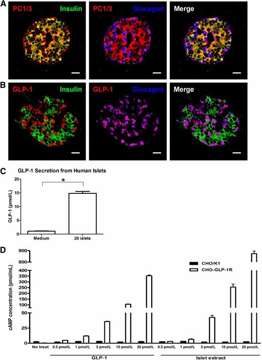 FIG. 7. Secretion of biologically active GLP-1 from human islets. A and B: Immunostaining for insulin (green) and glucagon (blue) along with PC1/3 (red) (A) or GLP-1 (red) (B) in human islets. Scale bar = 20 µm. C: Levels of secreted GLP-1 from medium alone or from 20 human islets into medium over 1 h as measured by ELISA. D: cAMP concentrations after treatment of CHO/K1 (black bars) and CHO-GLP-1R (white bars) cells with either increasing concentration of recombinant GLP-1 as a positive control or GLP-1 extracted from islets (Islet extract). Data are shown as the mean ± SEM from at least three independent experiments. *P < 0.05.