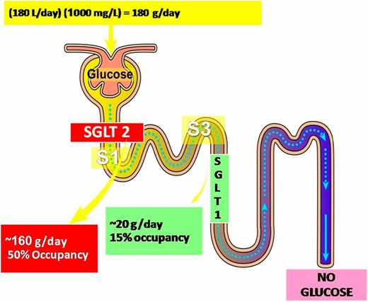 FIG. 1. Renal glucose reabsorption in the proximal tubule in NGT individuals under physiologic conditions.