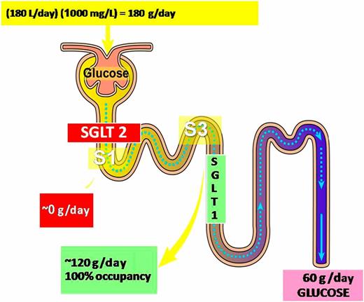FIG. 3. Renal glucose reabsorption in the proximal tubule in NGT individuals under complete SGLT2 inhibition.
