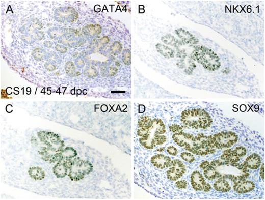 Sections through the pancreas of a human embryo at 47 days postconception (dpc) and stained with toluidine blue after immunohistochemistry (brown) for GATA4 (A), NKX6.1 (B), FOXA2 (C), and SOX9 (D)