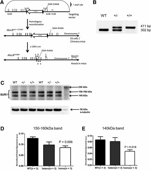 FIG. 1. Targeted mutagenesis of the murine Abcc8 gene and production of the SUR1-E1506K knock-in mice. A: The mutated Abcc8 sequence was introduced into ES cells by homologous recombination, and the ES cells were microinjected into C56BL/6 blastocysts to produce chimeric mice. Chimeric mice were first crossbred with cre mice to excise the neo cassette, and then back-crossed to C57Bl/6J to segregate the cre transgene. The Abcc8w/E1506K/neo−/−/cre−/− offspring were used for further breeding. B: Transgenic pups were identified by PCR from ear lysates using primers a and b (shown in A). The knock-in pups yielded a longer PCR product due to the 109-bp LoxP site remaining in the DNA after the Cre recombination. The presence of the G to A nucleotide change in the mice was verified by amplifying the DNA and sequencing the PCR product. C: Western blots of SUR1 and α-tubulin protein expression in islets isolated from 3-month-old mice (n = 3). The two SUR1 bands (at 140 and 150–180 kDa) likely represent immature and mature glycosylated protein, respectively. D and E: Mean ± SEM SUR1 protein levels, normalized to α-tubulin, for islets isolated from WT, hetE1506K, and homoE1506K mice (n = 3 in each case). D: 150–180 kDa. E: 140-kDa protein. P values indicate the comparison between WT and homE1506K (ANOVA); other comparisons between the two groups (homE1506K vs. hetE1506K; hetE1506K vs. WT) were not statistically significant.