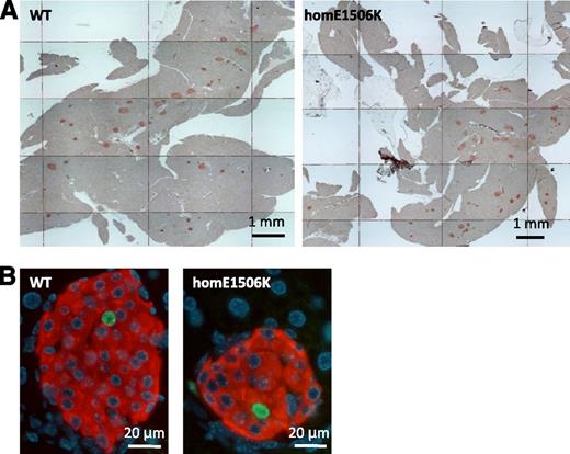 FIG. 2. A: Sections of pancreas from WT (left) and homE1506K (right) 3-month-old mice used for morphometric analysis. Islets are immunostained with anti-insulin (red). Composite figures of multiple adjacent fields are shown. B: Double immunofluorescent staining for insulin (red) and Ki67 (green, for detection of proliferating β-cells) in WT (left) and homE1506K (right) mice.