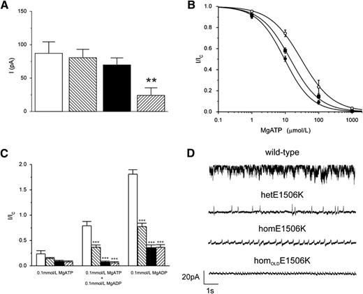 FIG. 3. A: Mean peak KATP current values recorded at −60 mV upon patch excision into ATP-free solution from 2-month-old WT (white bar, n = 20, 2 mice), hetE1506K (left diagonal bar, n = 30, 3 mice), and homE1506K (black bar, n = 30, 3 mice) β-cells and from 6-month-old homE1506K β-cells (right diagonal bar, n = 30, 3 mice). **P < 0.01 against WT. B: Mean ± SEM MgATP concentration-inhibition relationships for KATP currents recorded from β-cells isolated from 2-month-old WT (open circles, n = 6 patches, 3 mice), hetE1506K (black squares, n = 7 patches, 3 mice), and homE1506K (black circles, n = 7 patches, 3 mice) mice. Current (I) is expressed relative to that in ATP-free solution (Ic). The curves are the best fit of Eq. 1 to the mean data with IC50 = 29 µmol/L and h = 0.93 (WT), IC50 = 14 µmol/L and h = 0.99 (hetE1506K), and IC50 = 9.6 µmol/L and h = 1.1 (homE1506K). C: Mean ± SEM currents recorded from WT (white bar, n = 7), hetE1506K (left diagonal bar, n = 7), and homE1506K (black bar, n = 7) 2-month-old mice, and 6-month-old homE1506K mice (right diagonal bar, n = 7), in the presence of 0.1 mmol/L MgATP, 0.1 mmol/L MgADP, or 0.1 mmol/L MgATP plus 0.1 mmol/L MgADP. ***P < 0.001 against WT. D: Representative examples of on-cell recordings from WT, hetE1506K, and homE1506K β-cells. The spikes are action currents.