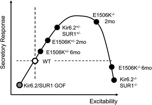 FIG. 7. Relationship between β-cell excitability and glucose-induced insulin secretion (after reference 31). WT islets show the normal secretory response to glucose. Gain-of-function mutations in Kir6.2 or SUR1 (Kir6.2/SUR1 GOF) reduce excitability and insulin secretion. Heterozygous knockout of Kir6.2 (Kir6.2+/−) or SUR1 (SUR1+/−) decreases KATP channel activity and gives rise to hyperinsulinemia. Total knockout of Kir6.2 (Kir6.2−/−) or SUR1 (SUR1−/−) produces further enhancement of excitability and undersecretion in adult life. The position of hetE1506K and homE1506K mice at 2 (2mo) and 6 (6mo) months of age on this inverse U-shaped relationship is indicated.