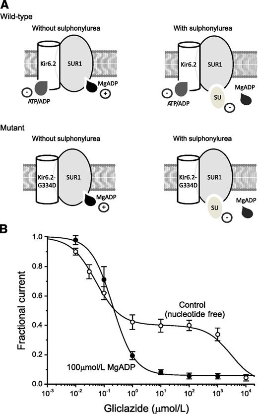 FIG. 1. The mechanism of sulphonylurea block of KATP channels. A: Schematic of the interaction of Mg-nucleotides with Kir6.2 and SUR1 subunits in the absence (left) and presence (right) of sulphonylureas for wild-type channels and channels carrying an ATP-insensitive mutation (G334) in Kir6.2. Nucleotides reduce the PO of wild-type channels by binding to Kir6.2 and increase PO by interacting with SUR1 (top left). Sulphonylureas inhibit channel activity by binding to SUR1. They also displace MgADP from SUR1, and consequently, ATP block at Kir6.2 is not balanced by MgATP activation at SUR1 (top right). Channels with a mutation that abolishes (G334D) ATP inhibition at Kir6.2 are activated but not blocked by ADP or MgADP (bottom left). Sulphonylureas still inhibit channel activity. They also displace MgADP from SUR1, abolishing activation; however, the total block is less because of the lack of ATP inhibition at Kir6.2 (bottom right). B: Concentration-response curves for gliclazide block of macroscopic KATP currents in excised patches in the absence (○; n = 4–8) and presence (●; n = 7–12) of 100 μmol/L MgADP. The lines are the best fit of Eq. 2 to the mean data, with IC50(1) = 50 nmol/L, IC50(2) = 3 mmol/L, h1 = h2 = 1, and a = 0.4 (0 µmol/L MgADP), or to Eq. 1, with IC50 = 204 nmol/L, h = 1.13, and a = 0.065 (100 µmol/L MgADP). Data are taken from Gribble and Ashcroft (23) and Proks et al. (33). SU, sulphonylurea.