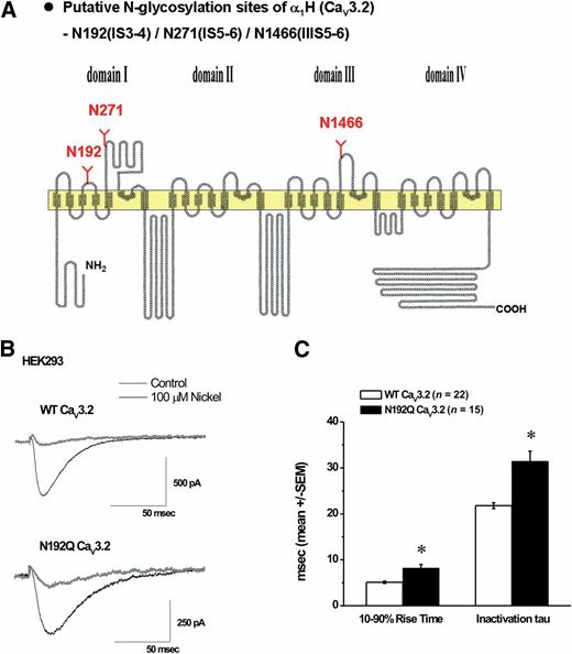 FIG. 2. Molecular mechanisms of glycosylation of CaV3.2 channels. A: Schematic diagram of Cav3.2 showing the position of conserved putative N-glycosylation sites in the extracellular face of the channel in domains I and III. Designated asparagine residues (in red bold fonts) were mutated to alanine residues. B: Representative traces in gray show nickel inhibition of T-current (black traces) in HEK-293 cell transiently transfected with WT CaV3.2 (top) and N192Q CaV3.2 (bottom) channels. In both experiments, 100 μmol/L NiCl2 was applied in the bath. On average, nickel blocked 97 ± 2% of inward currents of N192Q CaV3.2 (n = 5) and WT CaV3.2 (n = 6) channels. Bars indicate calibration. C: Bar graph represents the average effect of N192Q CaV3.2 mutation compared with WT CaV3.2 T-current kinetics (Vh = −90 mV, Vt = −30 mV) in HEK-293 cells. On average, N192Q mutant has slower 10–90% rise times by ~60% (8.2 ± 0.8 s) compared with WT CaV3.2 currents (5.1 ± 0.2 s). Similarly, on average N192Q mutant has slower inactivation τ-values by ~50% (31.4 ± 2.2 s) compared with WT CaV3.2 currents (21.8 ± 0.6 s). Vertical lines are ±SEM of multiple determinations. Number of cells in each experiment is indicated in parentheses. *Significance of P < 0.001.
