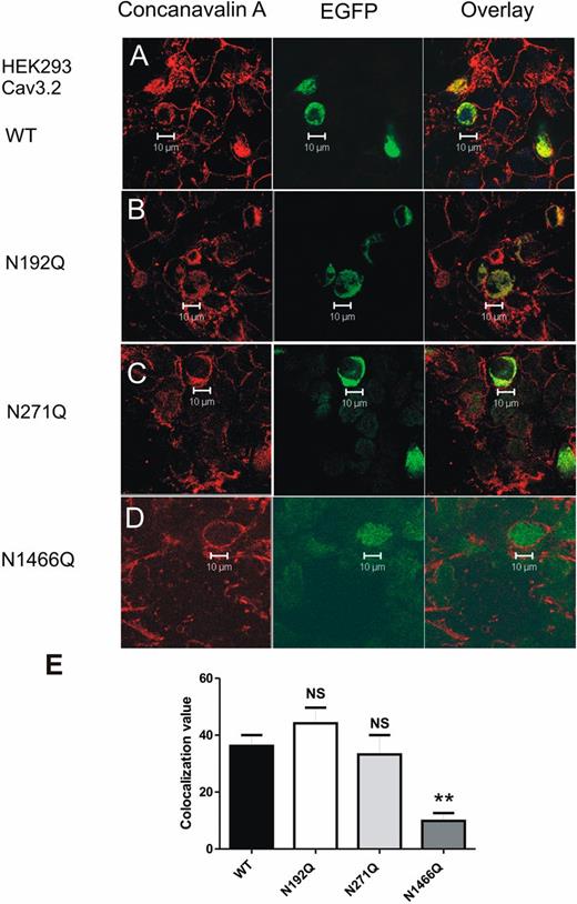 FIG. 3. Altered membrane expression of putative glycosylation sites in CaV3.2 channels. A: Representative confocal images in the left panel show HEK-293 cells transiently transfected with WT CaV3.2 channels where concanavalin A immunofluorescence is represented in red color. Middle panel shows green immunofluorescence representing EGFP-tagged CaV3.2 transfection in the same cells. Right panel shows merged images where overlay is presented in yellow color. B: Representative confocal images in the left panel show HEK-293 cells transiently transfected with N192Q CaV3.2 channels where concanavalin A immunofluorescence is represented in red color. Middle panel shows green immunofluorescence representing EGFP-tagged N192Q CaV3.2 transfection in the same cells. Right panel shows merged images where overlay is presented in yellow color. C: Representative confocal images in the left panel show HEK-293 cells transiently transfected with N271Q CaV3.2 channels where concanavalin A immunofluorescence was represented in red color. Middle panel shows green immunofluorescence representing EGFP-tagged N271Q CaV3.2 transfection in the same cells. Right panel shows merged images where overlay is presented in yellow color. D: Representative confocal images in the left panel show HEK-293 cells transiently transfected with N1466Q CaV3.2 channels where concanavalin A immunofluorescence was represented in red color. Middle panel shows green immunofluorescence representing EGFP-tagged N1466Q CaV3.2 transfection in the same cells. Right panel shows merged images where overlay is presented in yellow color. Note that EGFP and concanavalin A show very little overlap in their subcellular distributions. E: Bar graphs represent average values from multiple experiments (those depicted in A–D). Colocalization values for EGFP and concanavalin epifluorescence were quantified and compared between mutants and WT CaV3.2 channels. Only N1466Q mutants (dark-gray column, 9.9 ± 3.7, n = 4) displayed ~73% decrease in colocalization value compared with WT channels (black column, 36.2 ± 3.8, n = 4). In contrast, colocalization values of N192Q (open column, n = 4) and N271Q mutants (light gray bar, n = 3) were not significantly different from WT CaV3.2. **Statistically significant difference from CaV3.2 WT channels (P < 0.01). NS (not significant), P > 0.05 compared with CaV3.2 WT channels. Calibration bars are marked on all panels.