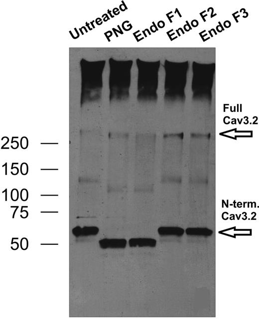 FIG. 4. Biochemical evidence of glycosylation of CaV3.2 channels. Immunoblotting with FLAG antibody reveals a shift in apparent molecular weight of NH2-terminal fragment of CaV3.2 channel (bottom arrow) but not full channel (top arrow). Note that treatment with PNGase-F and Endo F1 but not Endo F2 and Endo F3 caused an obvious change in mobility of FLAG-labeled NH2-terminal fragment of CaV3.2 from ~60 to 50 KDa. Using mass spectrometry, we confirmed that the deglycosylated NH2-terminal fragment of CaV3.2 channels recognized by FLAG antibodies contains most of the repeat I of CaV3.2 channel (data not shown). N-term., NH2-terminal.