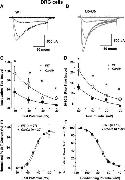 FIG. 5. Alterations of macroscopic T-current kinetics in acutely dissociated small DRG cells from diabetic ob/ob mice. The data show original T-current traces (Vh −90 mV, Vt −80 mV through −30 mV) from representative DRG cells from a healthy WT mouse (A) and a diabetic ob/ob mouse (B). The averaged data show marked acceleration in T-current inactivation (C) and activation (D) kinetics in ob/ob mice compared with age-matched WT mice. Data are averages of multiple cells (WT n = 27, ob/ob n = 20) ±SEM. *P < 0.05. Solid lines on C and D are single exponential fits to experimental data points. E: Normalized peak T-current activation curves from similar experiments shown in A and B. Number of cells is indicated in the parentheses. Solid black lines are fitted using equation 1, giving half-maximal activation (V50), which occurred at −46.6 ± 0.6 mV with a k of 6.3 ± 0.5 mV in WT mice. Similarly, V50 was –47.6 ± 0.7 mV with a k of 7.4 ± 0.6 mV in the DRG cells from ob/ob mice. F: Normalized peak T-current steady-state inactivation curves. T-currents are evoked by test steps to −30 mV after 3.5-s prepulses to potentials ranging from −110 mV to −45 mV in 5-mV increments. Number of cells is indicated in the parentheses. Solid black lines are fitted using equation 2, giving V50, which occurred at −75.0 ± 0.4 mV with a k of 8.9 ± 0.4 mV in WT mice. Similarly V50 was –75.8 ± 0.4 mV with a k of 8.2 ± 0.3 mV in the DRG cells from ob/ob mice. The voltage dependencies of activation and steady-state inactivation were described with single Boltzmann distributions of the following forms where Imax is the maximal activatable current, V50 is the voltage where half the current is activated or inactivated, and k is the voltage dependence (slope) of the distribution. (1) (2), where exp = ex.