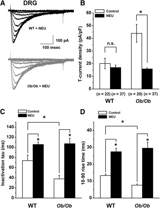 FIG. 6. NEU treatment in vitro reversed kinetic alterations and normalized T-current density in small DRG cells from diabetic ob/ob mice. A: Traces represent families of T-currents evoked in representative DRG cells in a WT mouse (top panel) and a diabetic ob/ob mouse after incubation of 1.5 units/mL of NEU at 37°C for 3 h (lower panel) by voltage steps from Vh = −90 mV to Vt from −80 through −25 mV in 5-mV increments. Bars indicate calibration. Bar graphs with the averaged data show that NEU treatments completely reversed DRG T-current density (Vh = −90 mV, Vt = −30 mV) (B), T-current inactivation measured by inactivation τ (C), and activation kinetics measured by 10–90% rise time (D) in ob/ob mice compared with healthy WT mice. Control was compared with post-NEU treatments. DRG cells were freshly dissociated as noted in Fig. 5. Recordings were performed at room temperature while NEU was incubated for 1–3 h at 37°C. Control cells were treated with saline. Data are averages of multiple cells (as indicated in parenthesis) ±SEM. *P < 0.001; n.s., not significant, P > 0.05.