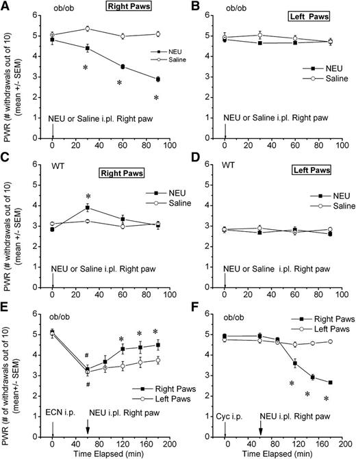 FIG. 7. NEU treatment in vivo reversed mechanical hyperalgesia in diabetic ob/ob mice. A: The graph shows average data points indicating that i.pl. injections of NEU but not saline into right paws completely reversed mechanical hyperalgesia in diabetic ob/ob mice. Arrow indicates time point of i.pl. injections. *Significant change of PWRs with P < 0.05 compared with baseline PWR prior to i.pl. injections. B: The graph shows average data points indicating that i.pl. injections of NEU and saline into right paws did not affect PWRs in the left paws of diabetic ob/ob mice. Arrow indicates time point of i.pl. injections. C: The graph shows average data points indicating that i.pl. injections of NEU but not saline into right paws caused transient hyperalgesia in healthy WT mice at the time point of 30 min. Arrow indicates time point of i.pl. injections. *Significant change of PWRs with P < 0.001 compared with baseline PWR prior to i.pl. injections. D: The graph shows average data points indicating that i.pl. injections of NEU and saline into right paws did not affect PWRs in the left paws of WT mice. Arrow indicates time point of i.pl. injections. E: The graph with averaged data from eight experiments shows that intraperitoneal injections (thin arrow) of selective T-channel blocker ECN (25 mg/kg i.p.) completely reversed mechanical hyperalgesia in diabetic ob/ob mice as evidenced by decreased PWRs in both right and left paws (#P < 0.001). Subsequent i.pl. injections (thick arrow) of 1.5 units/mL NEU in the same animals did not significantly influence new baseline values of mechanical PWRs at a time point of 90 min, but it significantly increased PWRs at time points of 120, 150, and 180 min (*P < 0.05). F: The graph with averaged data from eight experiments shows that intraperitoneal injections (thin arrow) of vehicle used to dissolve ECN (Cyc) did not affect mechanical hyperalgesia in diabetic ob/ob mice as evidenced by stable PWRs in both right and left paws at a time point of 60 min. Subsequent i.pl. injections (thick arrow) of 1.5 units/mL NEU in the same animals effectively reversed diabetic hyperalgesia by significantly decreasing PWRs at time points of 120, 150, and 180 min (*P < 0.001).