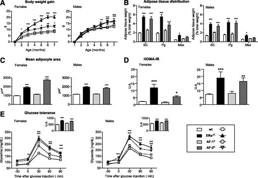 FIG. 1. ERαAF-2° mice develop obesity and glucose intolerance under NCD. ERα−/−, ERαAF-1°, and ERαAF-2° female and male mice and their wt littermates were maintained on an NCD until they were killed at 7 months of age. A: Body weight gain during the follow-up period. B: Subcutaneous (SC), perigonadic (Pg), and mesenteric (Mes) adipose tissue distribution at sacrifice. C: Adipocyte mean area in perigonadic deposits (µm2). D: HOMA-IR. E: Plasma glucose (mg/dL) during intraperitoneal glucose tolerance test. The inset represents the area under the curve for each group. Data are means ± SEM (n = 7–14 animals per group). One-way repeated ANOVA (A and E) or one-way ANOVA (B, C, and D) statistical analyses: *P < 0.05, **P < 0.01, and ***P < 0.001 for ERα−/−, ERαAF-1°, or ERαAF-2° vs. wt mice.
