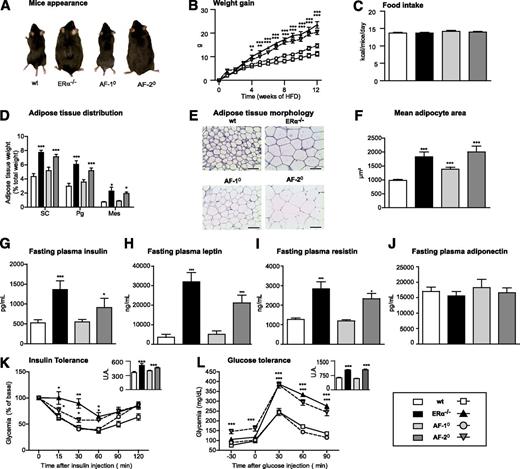 FIG. 2. ERαAF-2 deficiency worsens the obese and insulin-resistant phenotype induced by HFD. Four-week-old ERα−/−, ERαAF-1°, and ERαAF-2° female mice and their wt littermates were fed with HFD for 3 months. A: Mice appearance at time they were killed. B: HFD-induced body weight gain. C: Daily food intake. D: Subcutaneous (SC), perigonadic (Pg), and mesenteric (Mes) adipose tissue distribution. E: Representative photomicrographs of perigonadic adipose tissue sections (hematoxylin-eosin staining; original magnification ×250). F: Adipocyte mean area in perigonadic deposits (µm2). G: Fasting plasma insulin levels (pg/mL). H: Fasting plasma leptin levels (ng/mL). I: Fasting plasma resistin levels (ng/mL). J: Fasting plasma adiponectin levels (pg/mL). K: Intraperitoneal insulin tolerance test (0.6 mU/kg). The inset represents the area under the curve (AUC) for each group. L: Intraperitoneal glucose tolerance test (1 g/kg). The inset represents the AUC for each group. Data are means ± SEM (n = 6–15 animals per group). One-way repeated ANOVA (B, K, and L) or one-way ANOVA (C, D, F–J) statistical analyses: *P < 0.05, **P < 0.01, and ***P < 0.001 for ERα−/−, ERαAF-1°, or ERαAF-2° vs. wt mice.