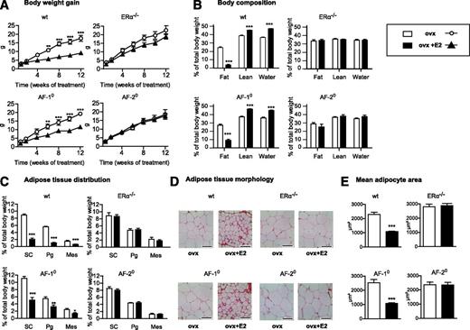 FIG. 4. Exogenous estradiol prevents HFD-induced adiposity in ERαAF-1°, but not in ERαAF-2°, ovariectomized female mice. Four-week-old wt, ERα −/−, ERαAF-1°, and ERαAF-2° female mice were ovariectomized and received either 17β-estradiol (ovx+E2) or placebo (ovx) subcutaneous administration for a 3-month period and were concomitantly fed with HFD. A: Body weight gain during the treatment period. B: Body composition analysis (magnetic resonance technology). C: Subcutaneous (SC), perigonadic (Pg), and mesenteric (Mes) adipose tissue distribution. D: Representative photomicrograph of perigonadic adipose tissue sections (hematoxylin-eosin staining; original magnification ×250). E: Mean adipocyte area in perigonadic deposits (µm2). Data are means ± SEM (n = 5–13 animals per group). Student t test statistical analysis: *P < 0.05, **P < 0.01, and ***P < 0.001 for E2-treated vs. placebo-treated mice.