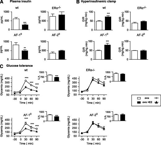 FIG. 6. Prevention of HFD-induced insulin resistance and hyperglycemia by estradiol is abolished in ERαAF-2°, but fully maintained in ERαAF-1°, ovariectomized mice. Four-week-old wt, ERα −/−, ERαAF-1°, and ERαAF-2° female mice were ovariectomized, received either 17β-estradiol (ovx+E2) or placebo (ovx) subcutaneous administration for a 3-month period, and were concomitantly fed with HFD. A: Fasting plasma insulin levels (pg/mL). B: Glucose infusion rate (GIR) during hyperinsulinemic-euglycemic clamp procedure. C: Intraperitoneal glucose tolerance test (1 g/kg). The inset represents the area under the curve for each group. U.A., arbitrary unit. Data are means ± SEM (n = 6–16 animals per group). Student t test statistical analyses: **P < 0.01 and ***P < 0.001 for E2-treated vs. placebo-treated mice.