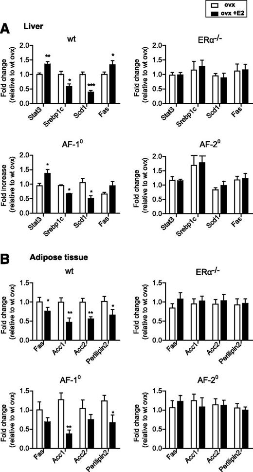 FIG. 7. Regulation of metabolic gene expression by estradiol is abrogated in peripheral tissues from ERαAF-2° mice. Four-week-old wt, ERα −/−, ERαAF-1°, and ERαAF-2° female mice were ovariectomized, received either 17β-estradiol (ovx+E2) or placebo (ovx) subcutaneous administration for a 3-month period, and were concomitantly fed with HFD. Quantification of mRNA levels (relative to Hprt), expressed in terms of fold change relative to wt ovx mice, from selected metabolic genes in the liver (A) and subcutaneous adipose tissue (B). Data are means ± SEM (n = 4–6 animals per group). Student t test statistical analyses: *P < 0.05, **P < 0.01, and ***P < 0.001 for E2-treated vs. placebo-treated mice.