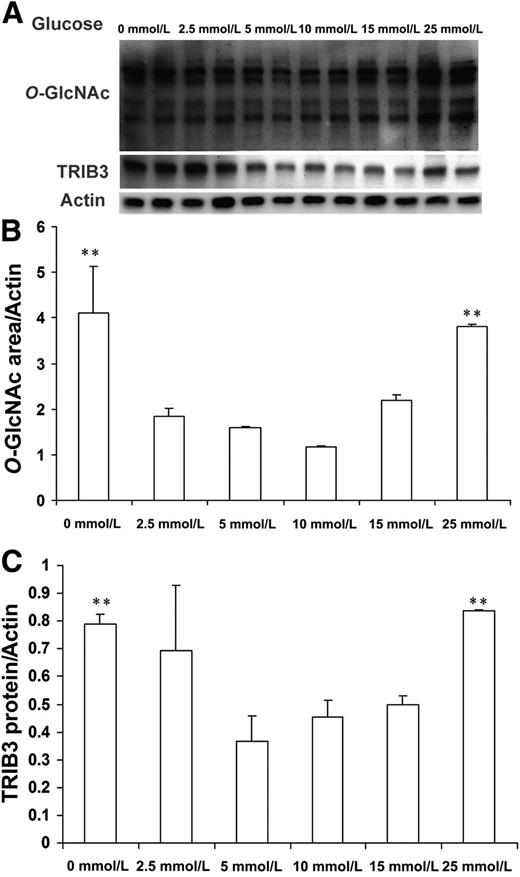 FIG. 1. Induction of TRIB3 is accompanied with upregulation of protein O-glycosylation levels. A: L6 myotubes were cultured in medium containing 0, 2.5, 5, 10, 15, and 25 mmol/L glucose for 24 h. Representative Western blot films of protein O-GlcNAc modification and TRIB3 protein expression are shown. B: Quantitative analysis of protein O-GlcNAc modification area. C: Quantitative analysis of TRIB3 protein. Results are expressed as means ± SD, n = 3–6, and were calculated from three independent experiments. **P < 0.01.