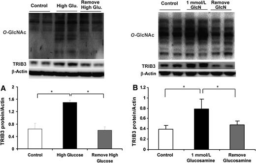 FIG. 2. TRIB3 is induced by high glucose and glucosamine (GlcN) in a reversible manner in cultured L6 myotubes. Representative Western blot films of protein O-GlcNAcylation levels and TRIB3 are shown. A: L6 myotubes were cultured in 5 mmol/L glucose (control), 25 mmol/L glucose for 24 h (high glucose), or 25 mmol/L glucose for 24 h, followed by 5 mmol/L glucose for 24 h (high glucose removed). B: L6 myotubes were cultured in 5 mmol/L glucose (control), 1 mmol/L GlcN for 24 h, or 1 mmol/L GlcN for 24 h, followed by 5 mmol/L glucose for 24 h (GlcN removed). Results are expressed as means ± SD, n = 3–6; experiment was repeated at least three times. *P < 0.05.
