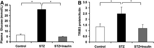 FIG. 3. Increased TRIB3 expression in hyperglycemia was reversed by insulin treatment in STZ-induced diabetic rats. A: Plasma glucose levels of control, STZ-diabetic rats (STZ), and STZ-diabetic rats treated with insulin (STZ+Insulin). B: Protein expression of TRIB3 in skeletal muscle of control, STZ-diabetic rats (STZ), and STZ-diabetic rats treated with insulin (STZ+Insulin). Hyperglycemia was confirmed after 5 days of STZ injection, and insulin was administrated twice (7:00 a.m. and 7:00 p.m.) daily successively for 7 days. Results are expressed as means ± SD, n = 6. *P < 0.05.