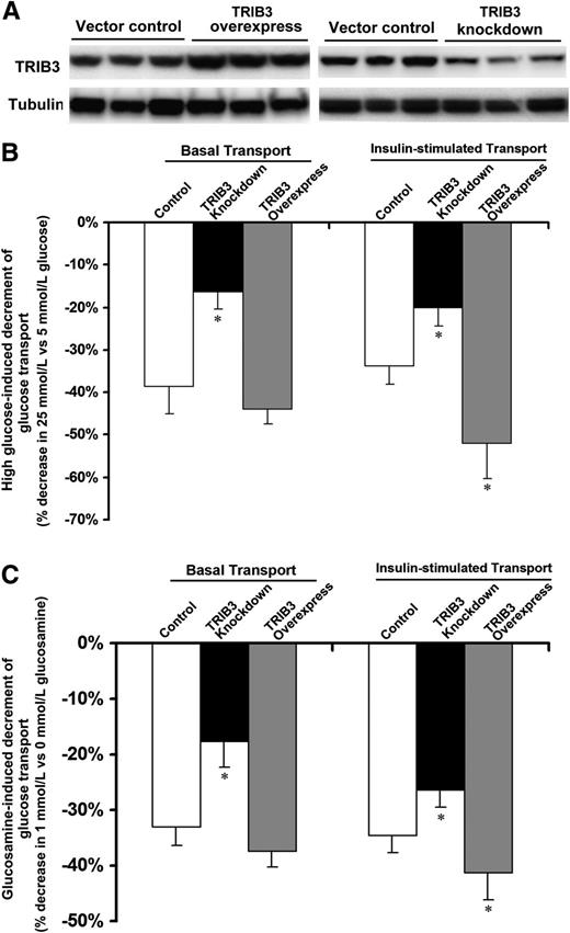 FIG. 7. Knockdown of TRIB3 inhibited, and TRIB3 overexpression enhanced, the ability of both high glucose and glucosamine to induce insulin resistance. A: Representative Western blot film shows efficacy of TRIB3 overexpression and TRIB3 knockdown in L6 myotubes. Incubation for 24 h in high glucose (25 mmol/L) (B) or glucosamine (1 mmol/L) (C) significantly reduced basal and insulin glucose transport. TRIB3 knockdown inhibited and TRIB3 overexpression enhanced the ability of high glucose (B) and glucosamine (C) to induce insulin resistance in L6 myotubes. Development of insulin resistance induced by high glucose or glucosamine was calculated as the percentage of decrement of glucose transport of cells cultured in 25 mmol/L high glucose or 1 mmol/L glucosamine compared with cells cultured in 5 mmol/L glucose medium. Results were from three to six independent experiments (n = 3–6 for each group). *P < 0.05 vs. control.
