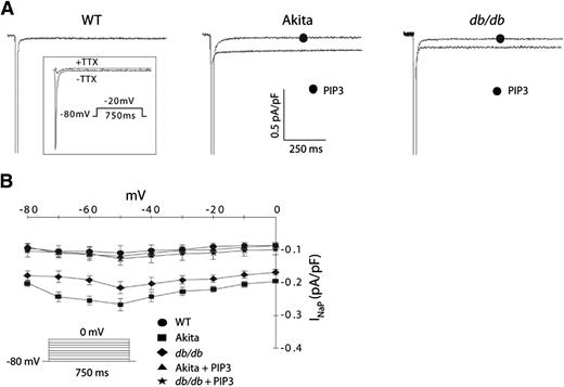 FIG. 2. Increased INaP in diabetic cardiac myocytes and reversal by PIP3 infusion. A: Sample traces of TTX-sensitive INaP in wild-type (WT), Ins2Akita (Akita), and db/db myocytes with or without intracellular infusion of 1 μmol/L PIP3. TTX-sensitive currents were obtained by subtracting traces obtained in the presence of 10 μmol/L TTX from the traces obtained in its absence (inset). B: Summary graph of INaP-V relationships shows mean ± SE. INaP was elicited by depolarizing pulses ranging from −80 to 0 mV in 10-mV increments from a holding potential of −80 mV. n = 7 cells for each group.