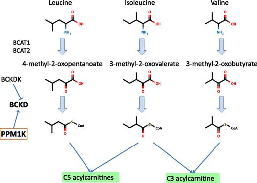 FIG. 2. BCAA catabolism. The three BCAAs are first converted to BCKAs and eventually lead to the production of C3 and C5 acylcarnitines.