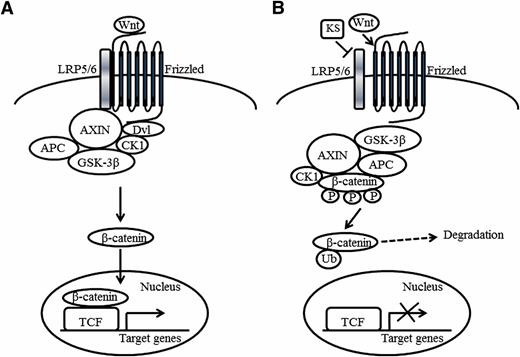 FIG. 1. A schematic view of kallistatin action in the canonical Wnt pathway. A: The canonical Wnt pathway is activated when Wnt binds to coreceptor complex of Frizzled and LRP5/6. Then GSK-3β is inactivated by the action of a multiplex including AXIN and Dvl. Phosphorylation and degradation of β-catenin is inhibited, which leads to β-catenin accumulation in the cytoplasm and its translocation to the nucleus. In the nucleus, β-catenin binds and complexes with TCF4/LEF to activate transcription of target genes. B: Kallistatin inhibits Wnt signaling by binding to LRP6. Cytosolic β-catenin is phosphorylated by the complex containing AXIN/APC/CK1/GSK-3β. Phosphorylated β-catenin is ubiquitinated and degraded in the cytoplasm. KS, kallistatin; APC, adenomatous polyposis coli; Dvl, Dishevelled; CK1, casein kinase 1; P, phosphorylation; Ub, ubiquitination.