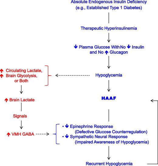 FIG. 1. General mechanism of HAAF in diabetes (right) (1,2) with a potential role of lactate in its pathogenesis (left). ↓, decreased; ↑, increased.