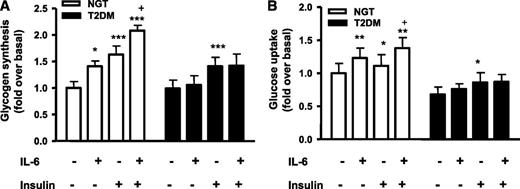 FIG. 2. A: Glycogen synthesis in skeletal muscle cells (n = 6). B: Glucose uptake in skeletal muscle cells (n = 6). All data are mean ± SEM. *P < 0.05, **P < 0.01, ***P < 0.001 relative to basal; +P < 0.05 relative to insulin-stimulated basal. NGT, normal glucose tolerant; T2DM, type 2 diabetes.