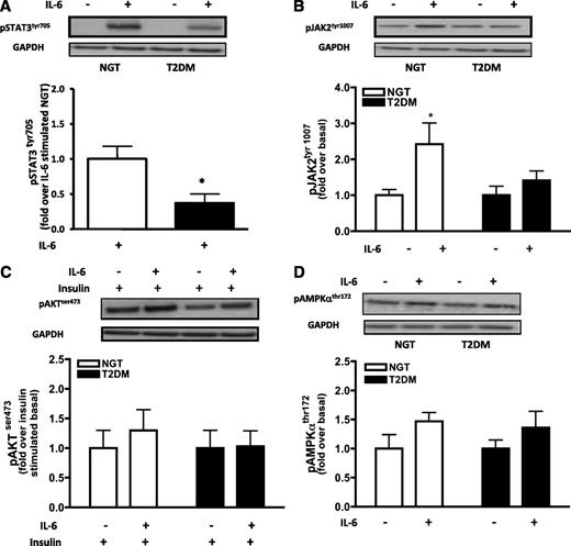 FIG. 4. A: Expression of phosphorylated STAT3 in skeletal muscle cells after stimulation with IL-6 (n = 7). Note only IL-6–stimulated conditions were quantified because the basal STAT3tyr705 phosphorylation level was below detection limit. B: Expression of phosphorylated JAK2tyr1007 in skeletal muscle cells after stimulation with IL-6 (n = 6 to 7). C: Expression of insulin-stimulated phosphorylation of Aktser473 in skeletal muscle cells (n = 6 to 7). Note all conditions are insulin-stimulated because the basal Aktser473 phosphorylation level was below detection limit. D: Expression of phosphorylated AMPKαthr172 in skeletal muscle cells (n = 6 to 7). All data are mean ± SEM. *P < 0.05 relative to control. NGT, normal glucose tolerant; GAPDH, glyceraldehyde-3-phosphate dehydrogenase; p, phosphorylation; T2DM, type 2 diabetes.