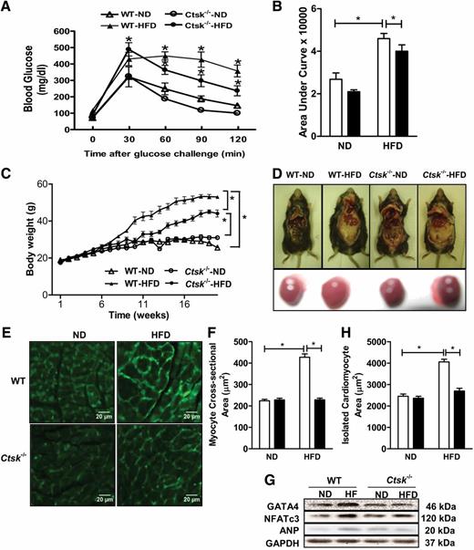 FIG. 1. A and B: Effect of cathepsin K knockout on glucose disposal in mice fed a normal diet (ND) or a high-fat diet (HFD) after an intraperitoneal glucose (2 g/kg, body weight) challenge (A). Integrated area under the postglucose challenge, glucose-disposal curve (B). C: Effect of ND and HFD, respectively, on body weight gain over a 20-week period in wild-type and cathepsin K knockout mice. D: Representative images of wild-type (WT) and cathepsin K knockout mice fed ND or HFD and representative hearts from each group. E–H: Effect of cathepsin K knockout on HFD-induced cardiac hypertrophy. Representative images using wheat germ agglutinin staining of the left ventricular tissue (E), quantitation of cardiomyocyte cross-sectional area (F), and representative gel blots for GATA4, NFATc3, ANP, and GAPDH (loading control) (G), and size of isolated cardiomyocytes (H). Data are represented as mean ± SEM, n = 5–7 mice per group, *P < 0.05 between the notated groups. (A high-quality color representation of this figure is available in the online issue.)