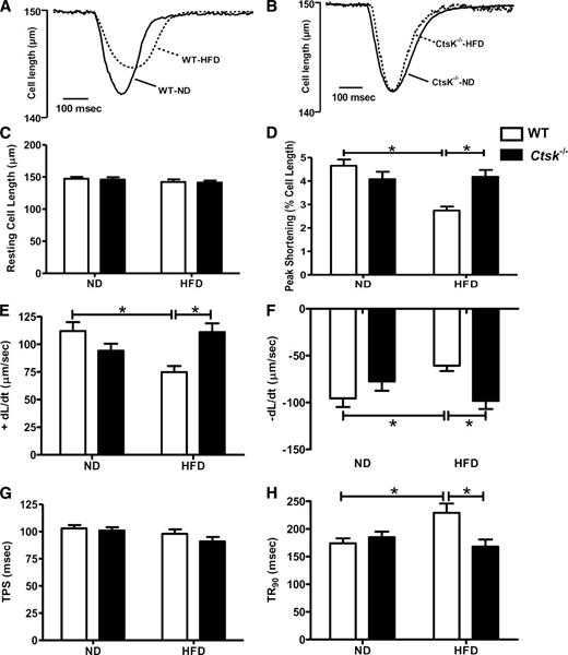 FIG. 3. Cardiomyocyte contractile properties in wild-type (WT) and cathepsin K knockout mice fed normal diet (ND) or high-fat diet (HFD). A and B: Representative traces from cardiomyocytes isolated from wild-type and cathepsin K knockout mice. C–H: Resting cell length, peak shortening (normalized to cell length), maximal velocity of shortening (+dL/dt), maximal velocity of relengthening (−dL/dt), time-to-peak shortening (TPS), and time to 90% relengthening (TR90), respectively. Mean ± SEM, n = 76–87 cells per group. *P < 0.05 between the notated groups.